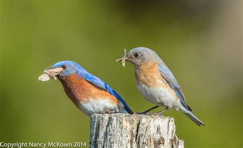 Photographing Eastern Bluebirds Attending to their Fledglings