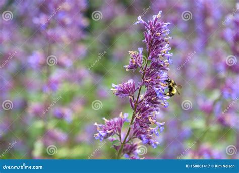 Bumble Bee Pollinating Blooming Purple Catmint Purple And Green Garden