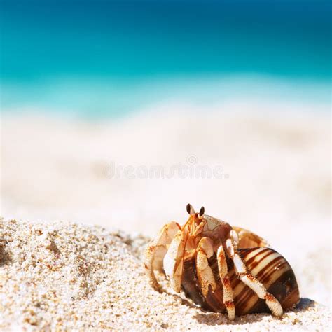 Einsiedler Befestigungsklammer Auf Einem Strand Stockfoto Bild Von