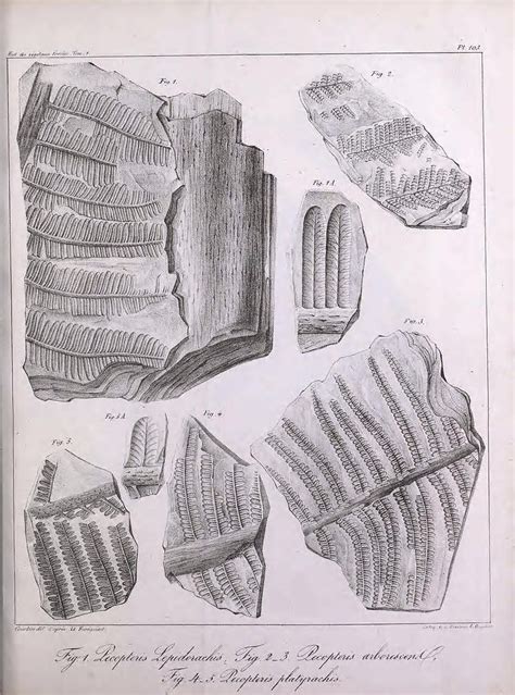 n306 w1150 Histoire des végétaux fossiles ou Recherche Flickr