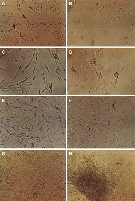 Pluripotential Cells From The Human Umbilical Cord Matrixa H Download Scientific Diagram