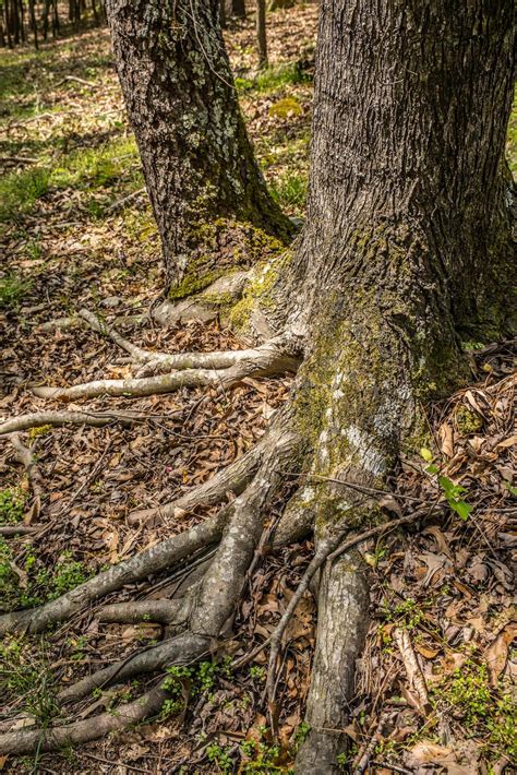 Tree Roots Exposed Closeup 41421409 Stock Photo At Vecteezy