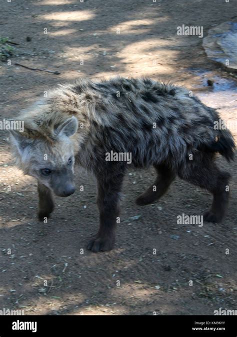 Lion Park Spotted Hyena Walking Crocuta Crocuta Stock Photo Alamy