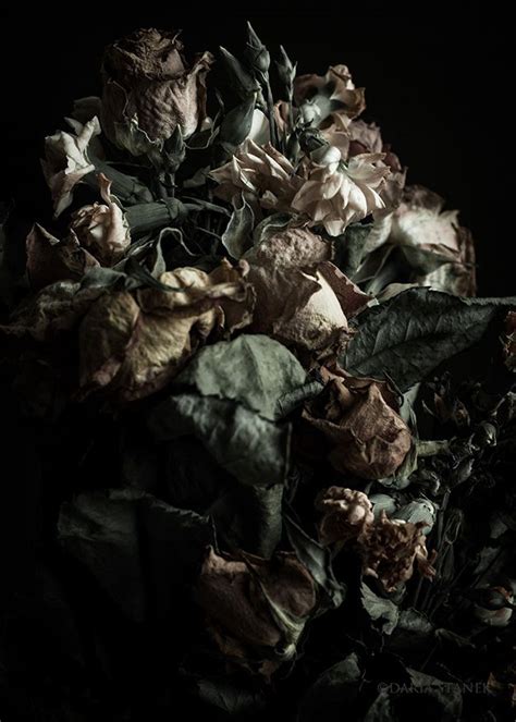 Flower Aesthetic Dark Aesthetic Wilting Flowers Aesthetic Billy Kidd