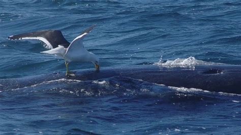 Gaviotas Contra Ballenas En Patagonia Por Qué Las Acosan Infobae