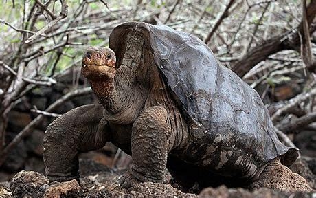 Lonesome George The Galapagos Tortoise May Become A Father