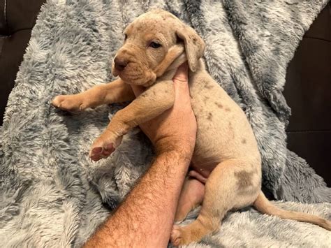 AKC Lilac Merle Tanpoint Male Great Dane Great Dane Puppies For Sale