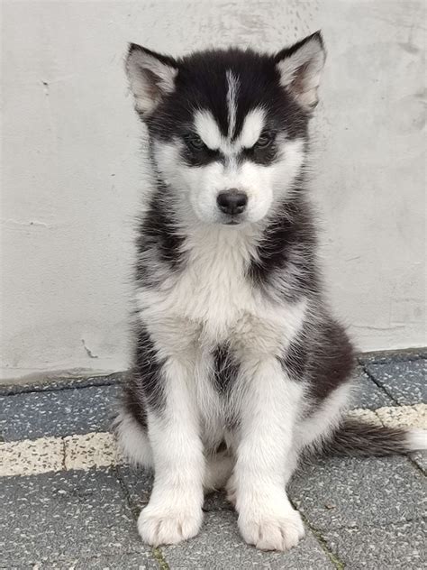 Szczeniaki Siberian Husky Występy OLX pl