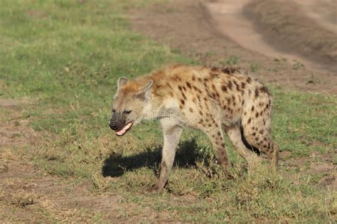 Spotted Hyena Walking In The African Savannah Stock Photo Image Of