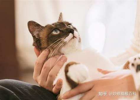 猫对主人的记忆力有多久？研究表明，猫咪21天就能将你忘记 知乎