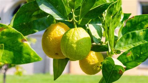 Motivos Por Los Que No Da Frutos Limonero Gastrolab