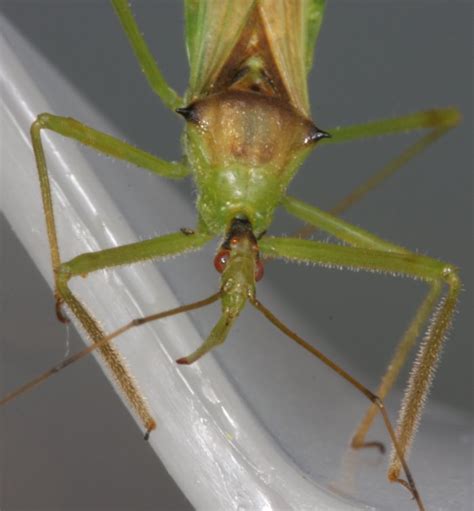 Pale Green Assassin Bug The Backyard Arthropod Project