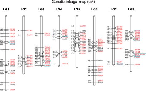 Construction Of An Anchoring Ssr Marker Genetic Linkage Map And