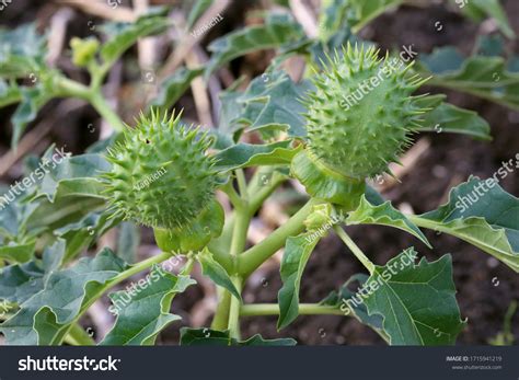 Datura Stramonium Thorn Apple Wild Plant Stock Photo 1715941219