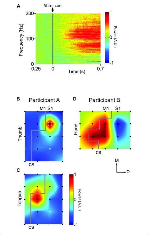 | Cortical responses to peripheral mechanical stimulation. (A) Average ...