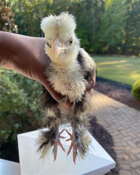 Jersey Silkies On Instagram Wow Bearded Mottled Silkies Just Gets