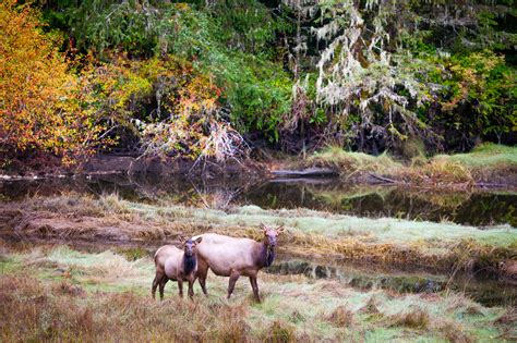 Roosevelt Elk - Ancient Forest Alliance