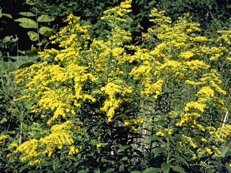 Solidago Nemoralis Gray Goldenrod NPIN Shrubs For Landscaping