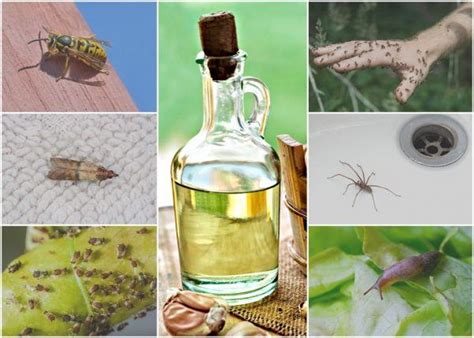 5 Natural Oils To Keep Pests Out Of Your Home Garden