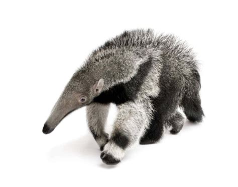 Anteater - Everything you need to know - Animals Around The Globe