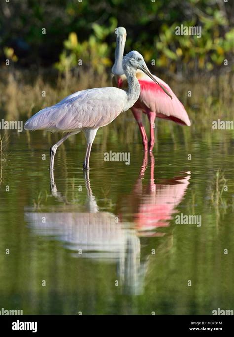 The Roseate Spoonbill Platalea Ajaja Sometimes Placed In Its Own