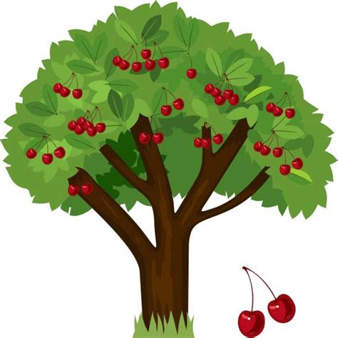 Best Cherry Tree Illustrations, Royalty-Free Vector Graphics & Clip Art - iStock