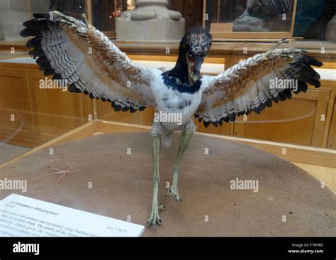 archaeopteryx  modern birds  cristal lawrence blog