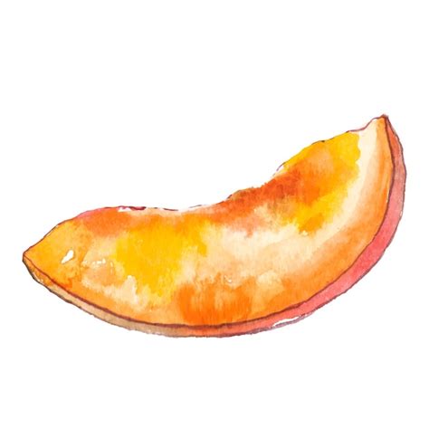 Premium Vector Vector Watercolor Painted Mango Hand Drawn Fresh Food