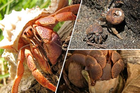 A Guide to Land Hermit Crab Species | Hermit-Crab.com