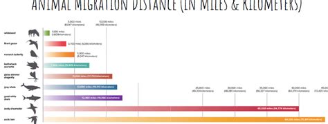 Animals on the Move: Migration - Slow Reveal Graphs