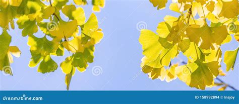 Design Concept Beautiful Yellow Ginkgo Gingko Biloba Tree Leaf In