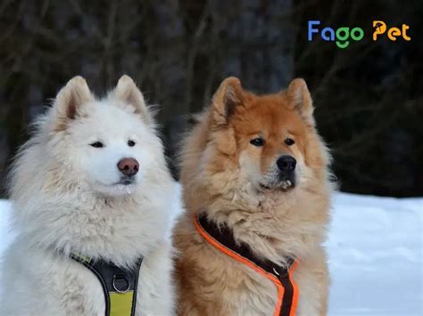 Top 7 giống chó samoyed lai được ưa chuộng nhất thị trường Golden