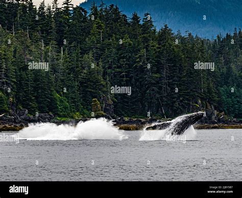 Breaching Whales After Feeding Humpback Whales Megaptera Novaeangliae