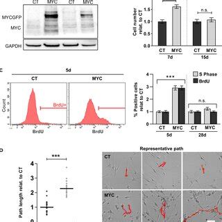 Myc Overexpression Induces Melanocyte Activation A Myc Expression By