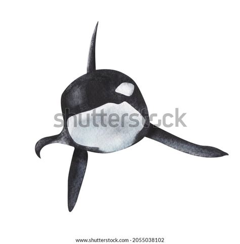 Watercolor Image Killer Whale Realistic Drawing Stock Illustration ...