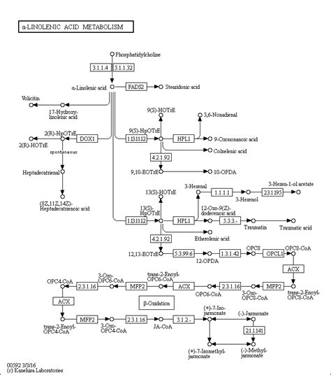 Alpha Linolenic acid - Alchetron, The Free Social Encyclopedia