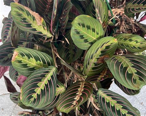 Red Maranta Prayer Plant Cutting For Propagation Maranta Leuconeura