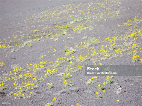 Flowers Of Kamchatka Plants Plants On Volcanic Soil Stock Photo ...