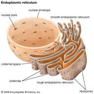 Sarcoplasmic reticulum | cell biology | Britannica.com