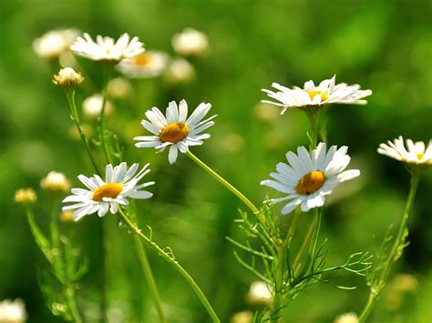 О ромашке аптечной: как правильно собирать и заготавливать в домашних ...