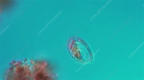 Ciliate Protozoan Stock Video Clip K Science Photo Library