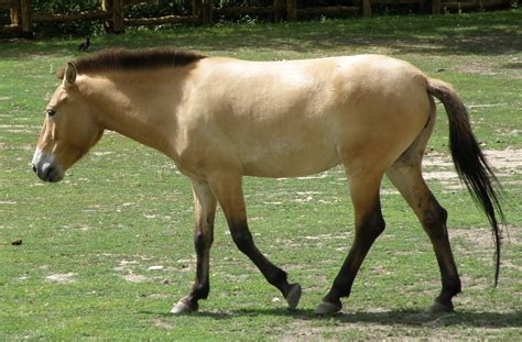 File:Przewalski horse Warsaw zoo.JPG - Wikipedia