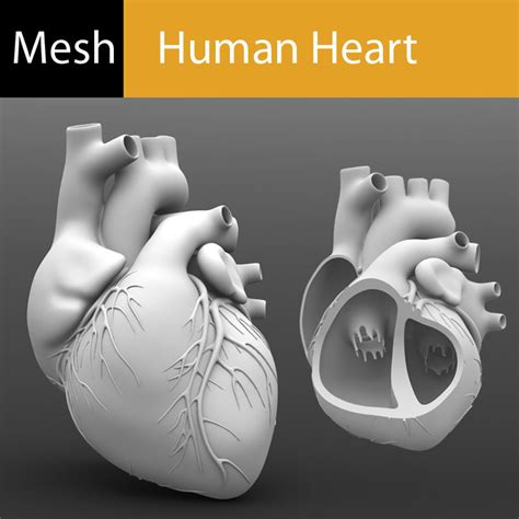 3d Model Human Heart