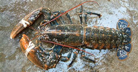 European Lobster - EARLY CHURCH HISTORY