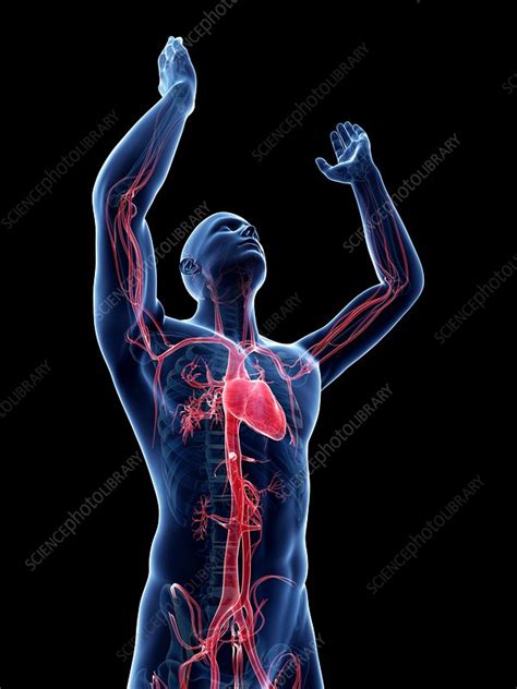 Male Cardiovascular System Artwork Stock Image F008 2548 Science