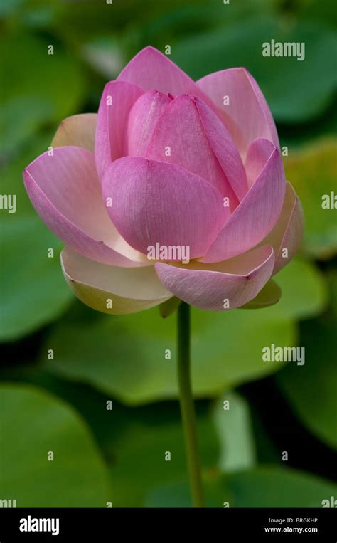 Loto Sacro Nelumbo Nucifera Immagini E Fotografie Stock Ad Alta