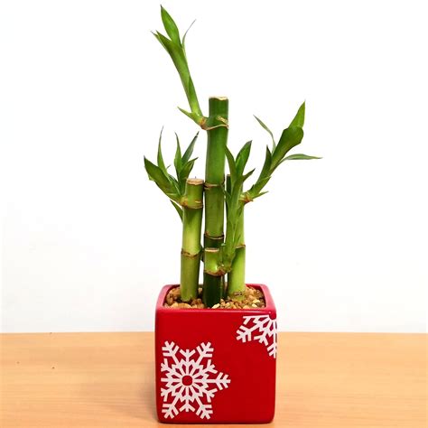 Holiday Square Vase With Lucky Bamboo Stalks Eve S Garden Gifts