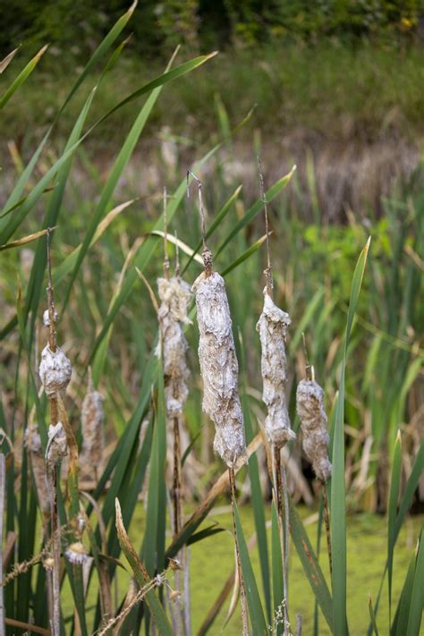 Flowers Cattail Reeds - Free photo on Pixabay - Pixabay