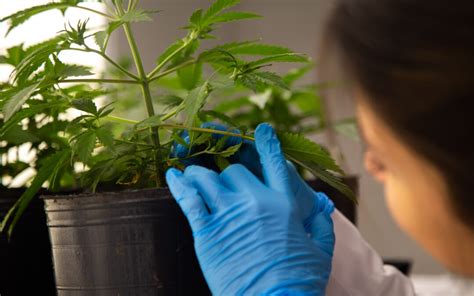 Investigaciones Sobre Cannabis En Unahur Cienciauniversitaria Unahur