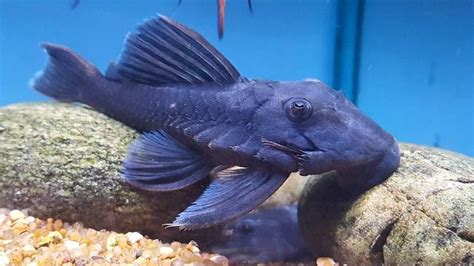 Blue Black Panaque L Baryancistrus Beggini